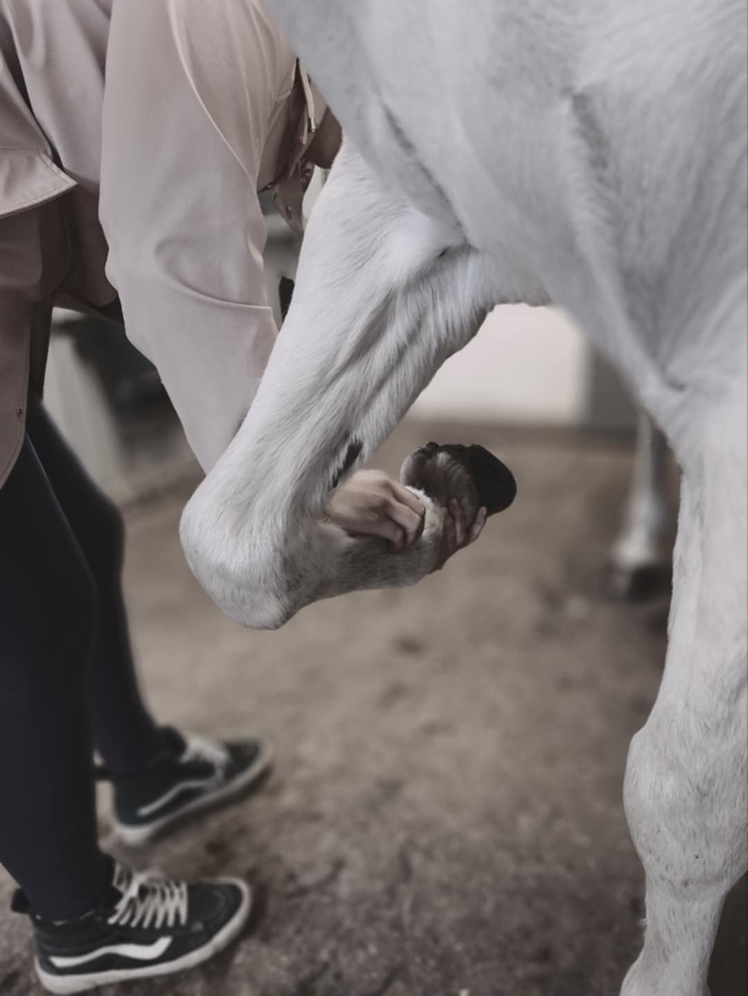 Terapeutisk Hästbehandling - Behandlingen kombinerar equiterapeutiska tekniker som massage, akupressur och mobilisering för att förbättra rörlighet, minska smärta och förebygga skador.